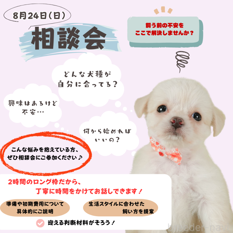 販売中の静岡県のマルプー:マルチーズ×トイプードル-397403の3枚目